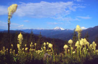 MT bear grass scenic